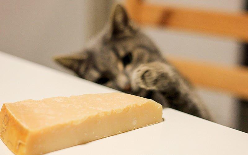 猫がチーズを食べてしまったときの応急処置