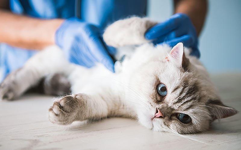 猫が生のタコを食べたときの病院での対処法