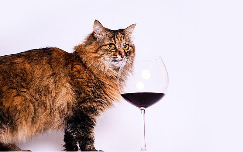 猫がアルコールを飲んだときの症状と応急処置を獣医が解説