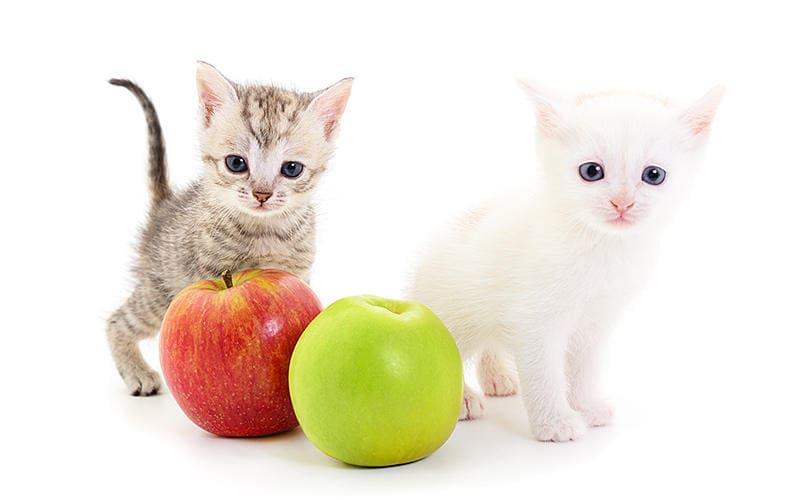 猫にとって危険なりんごの部位を食べたときの症状と応急処置を獣医が解説
