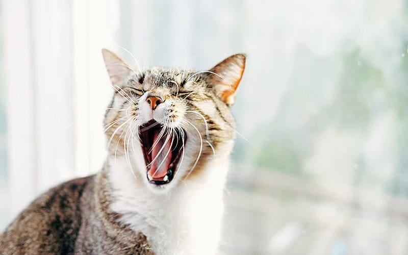 猫のあくびが多くなる病気の原因とは？病院に連れて行くべき症状を獣医が解説