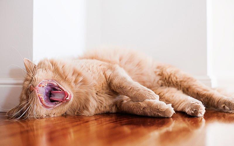 猫のあくびで重い病気の徴候が見られる場合の対処法