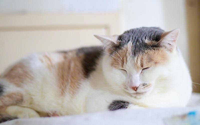 猫の落ち着きがなくなる原因として考えられる病気とは？
