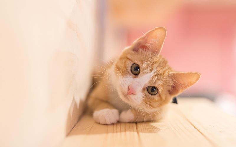 9. スクーティングまたは後方引きずり