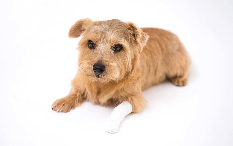 犬の膝蓋骨脱臼（パテラ）の症状と原因、治療法について