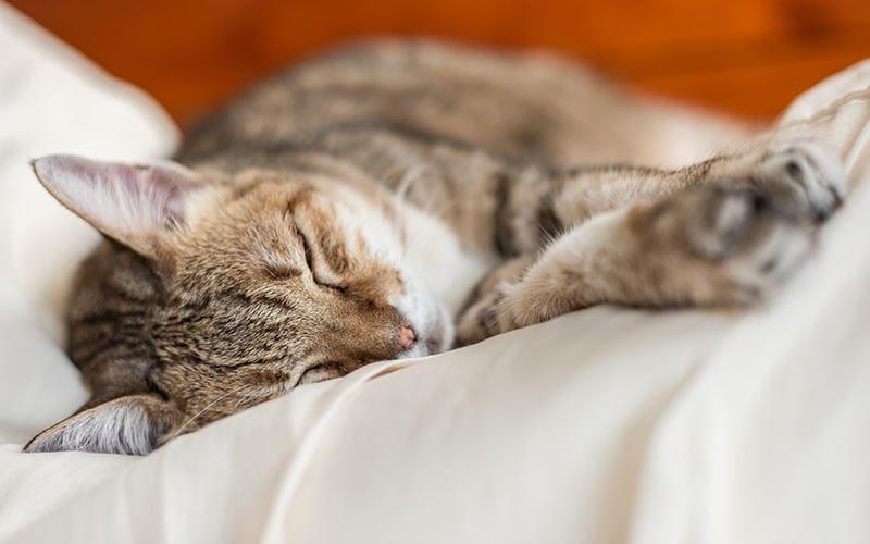 猫がおしっこをしない原因として考えられる病気とは？