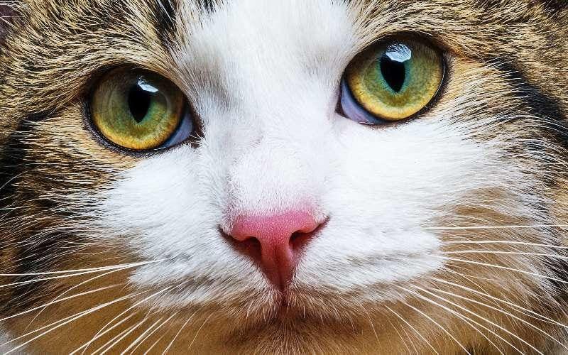 猫の瞬膜が出てしまう原因とは 病院に連れて行くべき症状を獣医師が解説 ペット保険の Ps保険 少額短期保険ペットメディカルサポート株式会社