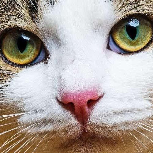 猫の瞬膜が出てしまう原因とは？病院に連れて行くべき症状を獣医師が