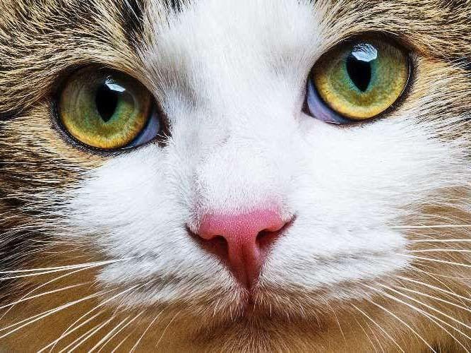 猫の瞬膜が出てしまう原因とは？病院に連れて行くべき症状を獣医師が