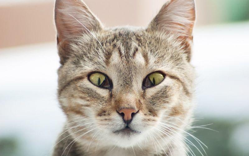 猫の瞬膜が出る、出たままになる原因とは？