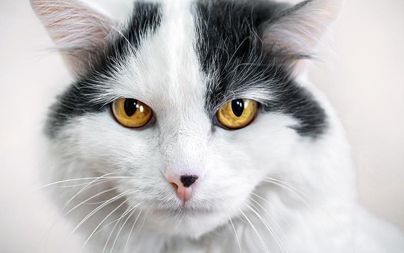 猫の鼻が黒い原因とは？病院に連れて行くべき症状を獣医が解説