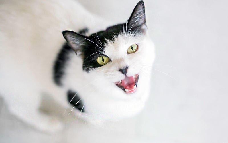 猫が叫ぶように鳴く、異様な鳴き方をする原因として考えられる病気とは？