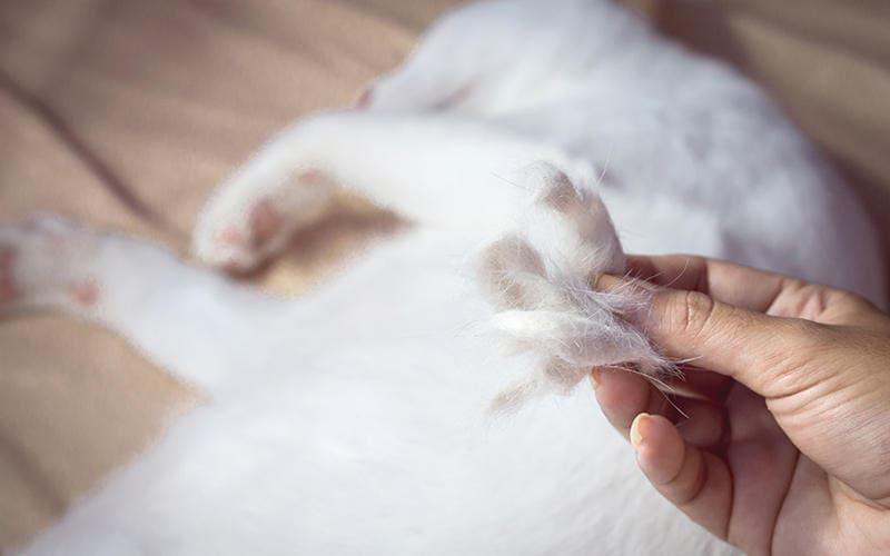猫の皮膚糸状菌症の原因とは？