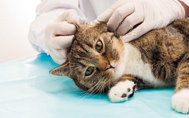 猫の皮膚糸状菌症の対処法