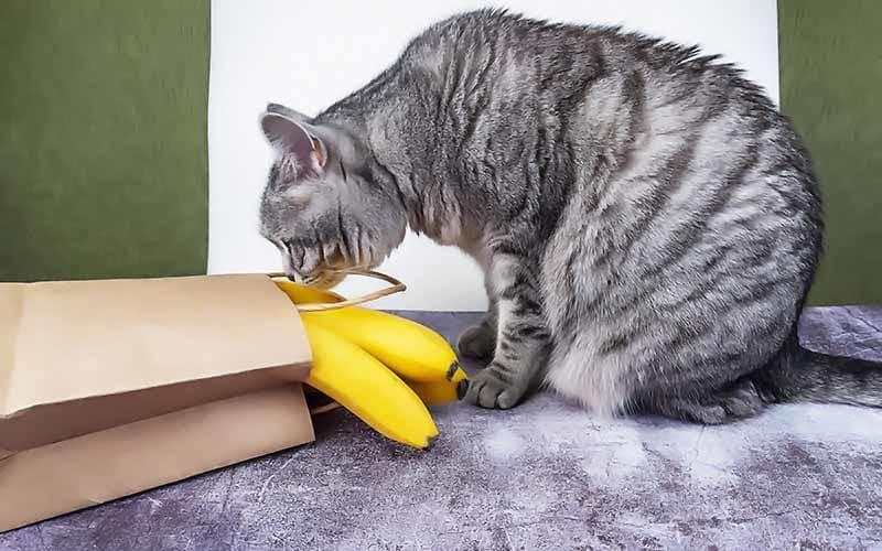 猫がバナナを食べても大丈夫。与え方の注意点を獣医が解説