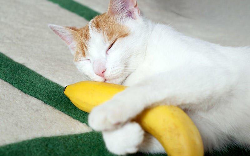 こんなときは猫にバナナを食べさせないこと
