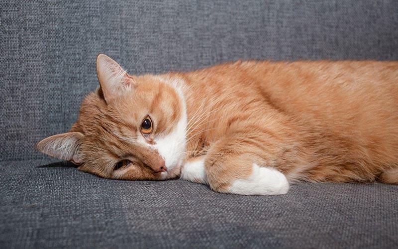 猫の鼻血の原因として考えられる病気とは？