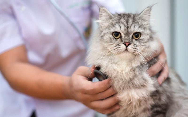 猫のてんかんの治療にはどんな方法があるの？