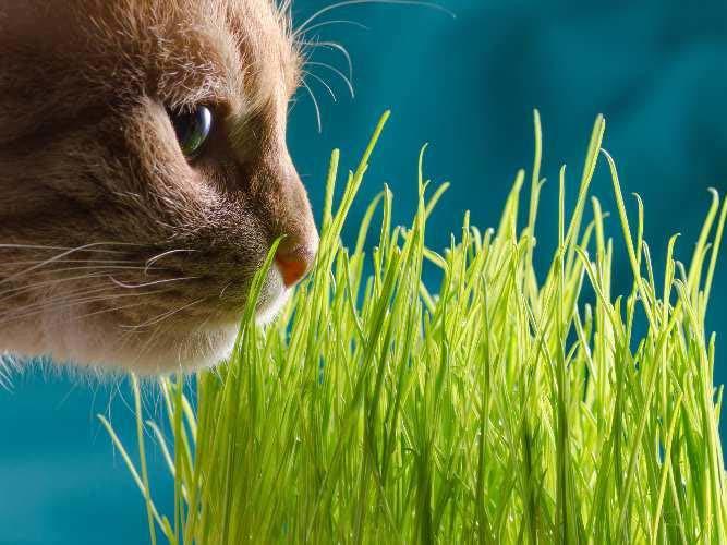 猫が食べてはいけない危険な植物とは？気になる症状と対処法を獣医が