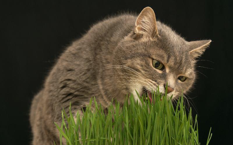 猫にとって安全な植物とは？