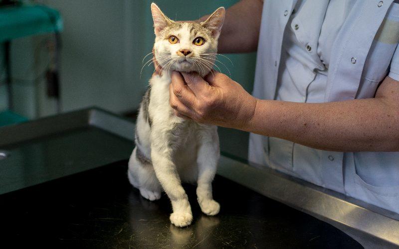 猫の声が出ない原因とは 病院に連れて行くべき症状を獣医が解説 ペット保険の Ps保険 少額短期保険ペットメディカルサポート株式会社