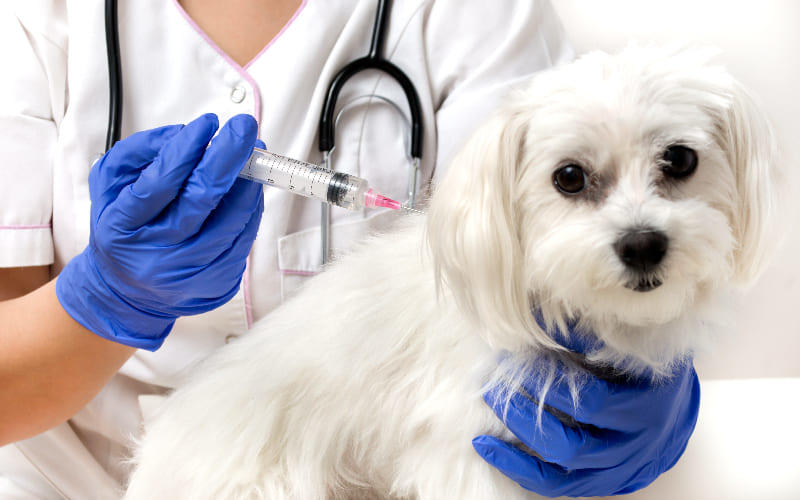 犬の狂犬病の治療法と予防法