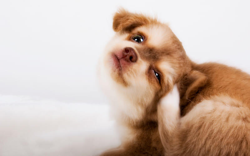 犬の疥癬症の症状と原因