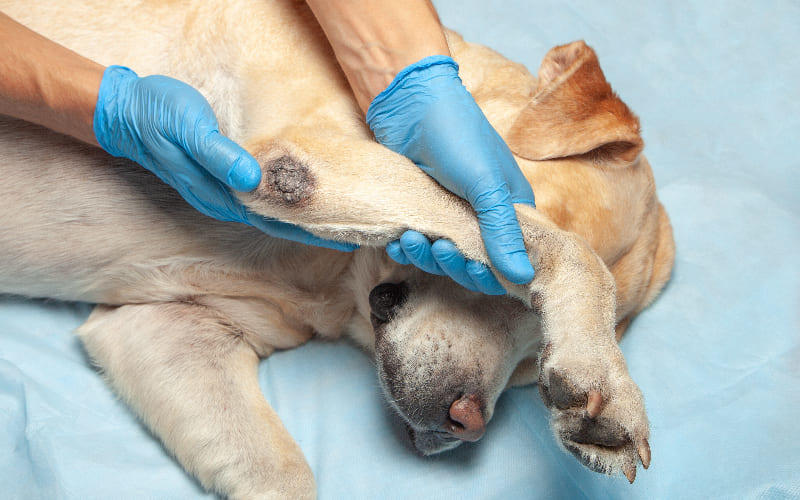 犬の疥癬症の治療法と予防法