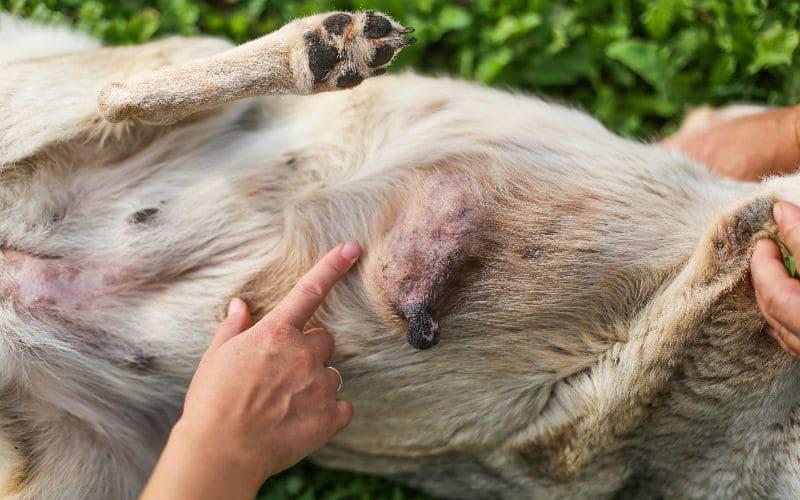 犬の乳腺腫瘍の症状と原因
