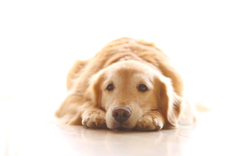 犬の貧血の症状と原因