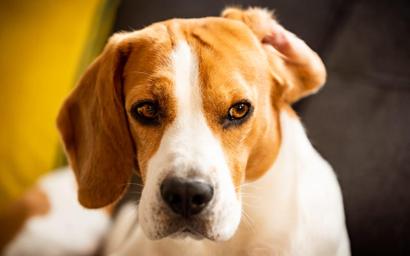 犬の耳血腫の症状と原因