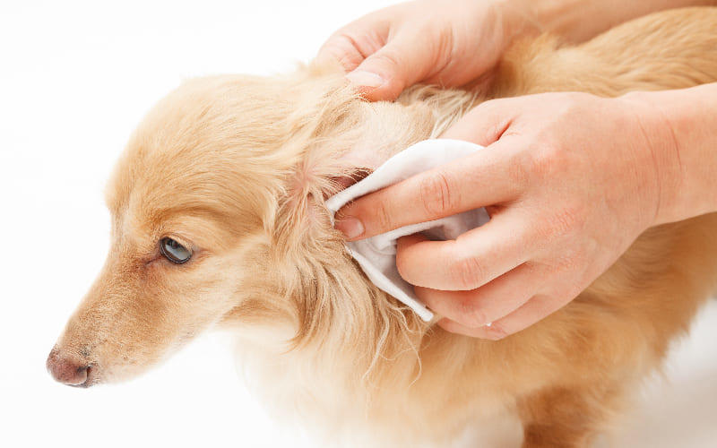犬の耳血腫の治療法と予防法