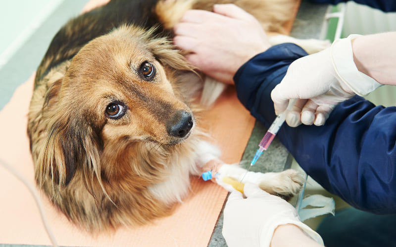 犬のアジソン病（副腎皮質機能低下症）の治療法と予防法