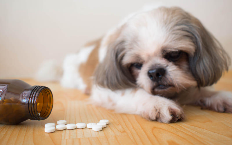 犬の認知症の検査と治療法、予防法