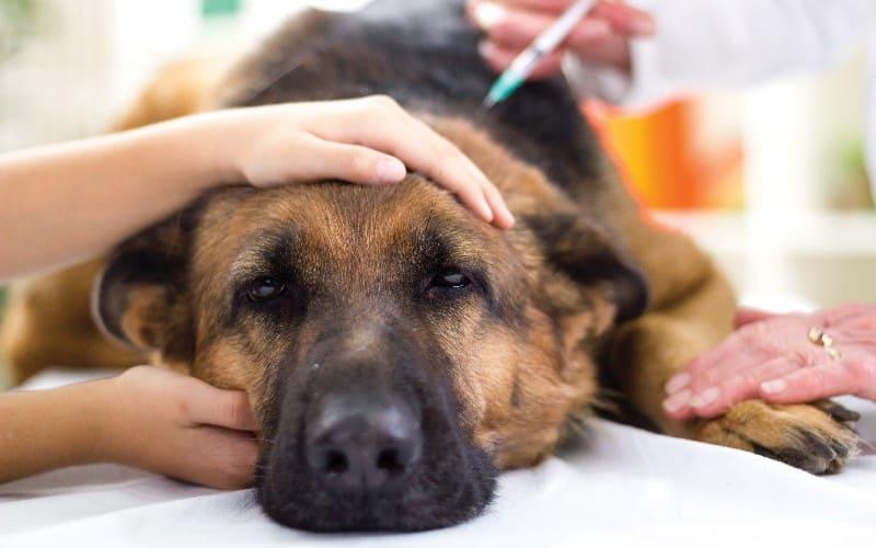 犬の血管肉腫の症状と原因