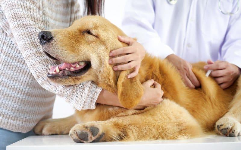 犬の血管肉腫の治療法と予防法