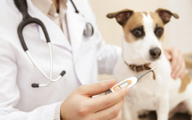 犬の犬ジステンパーウイルス感染症の治療法と予防法