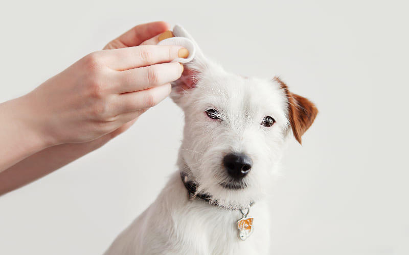 犬の中耳炎の治療法と予防法
