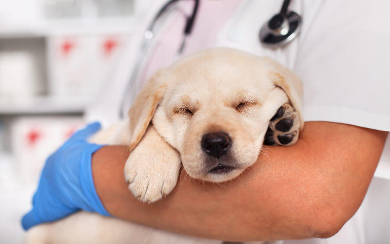 犬の鼻炎の治療法と予防法