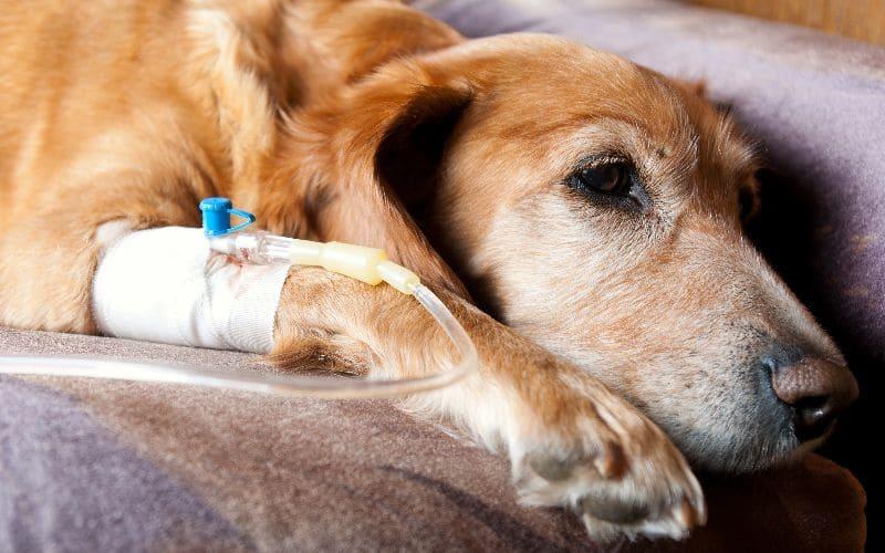 犬の尿毒症の治療法と予防法