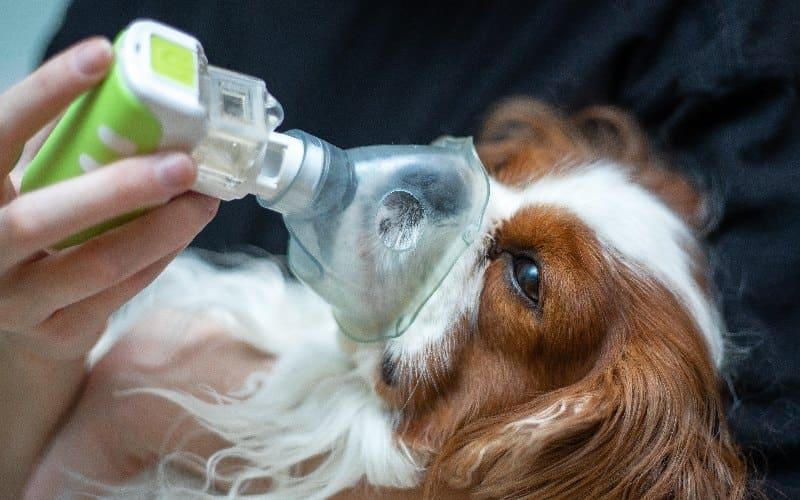 犬の肺炎の治療法と予防法