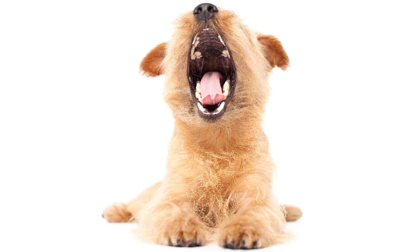 犬の口腔腫瘍の症状と原因