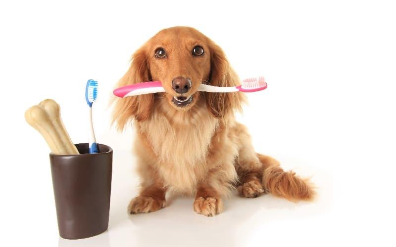 犬の口腔腫瘍の治療法と予防法