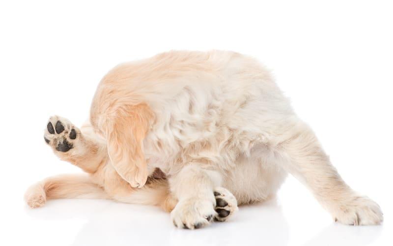 犬の包皮炎の症状と原因