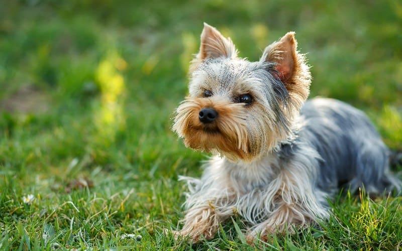 犬の急性膵炎の症状と原因 治療法について ペット保険の Ps保険 少額短期保険ペットメディカルサポート株式会社