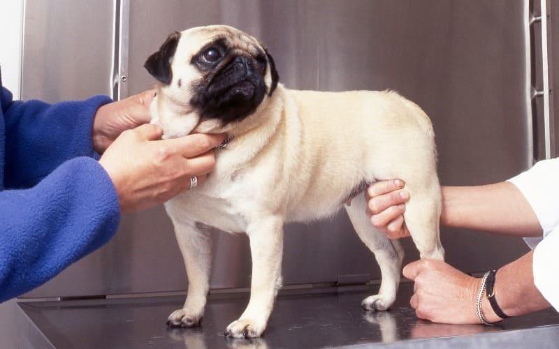 犬の股関節脱臼の治療法と予防法」