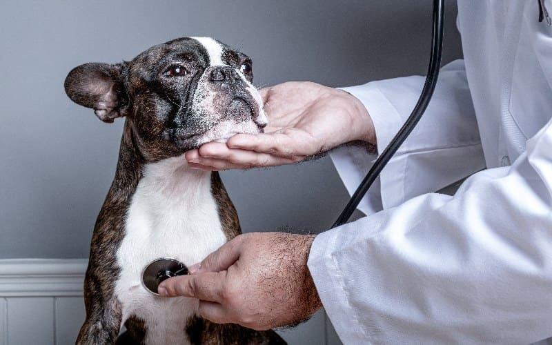 犬の心不全の治療法と予防法