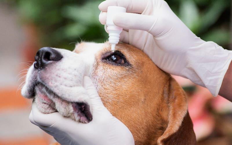 犬の結膜炎の症状と原因 治療法について ペット保険の Ps保険 少額短期保険ペットメディカルサポート株式会社