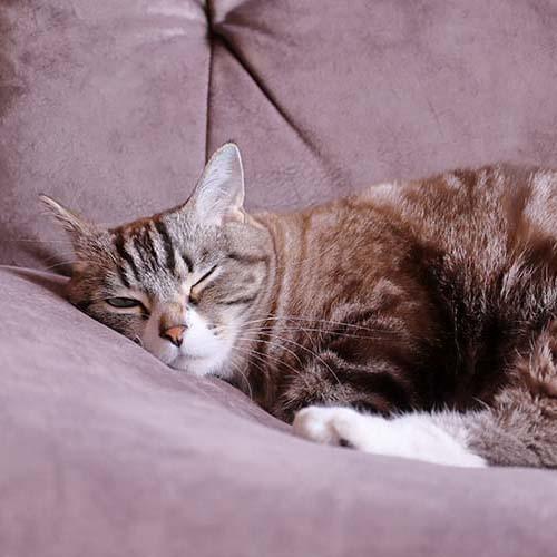 犬と猫の病態生理 イラストでわかる！病気のしくみ 犬と猫の病態生理 | 臨床獣医学,内科