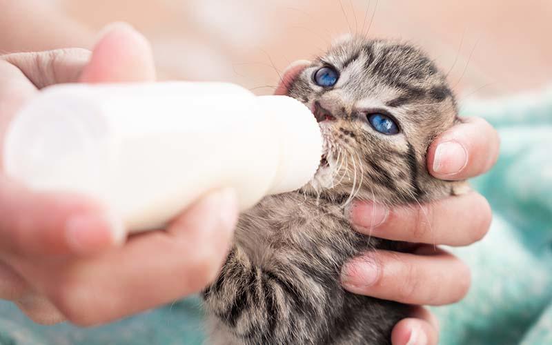 猫の低血糖症の症状と原因、治療法について